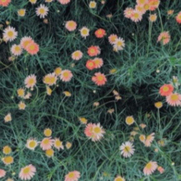 olilam8175